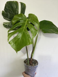 E. Monstera albovariegata, zakořeněná v hydroponii