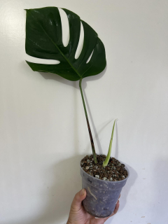 A. Monstera (albo) Halfmoon, zakořeněná v hydroponii