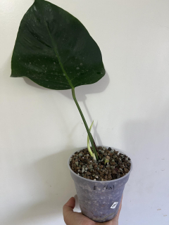 E. Monstera (albo) Halfmoon, zakořeněná v hydroponii