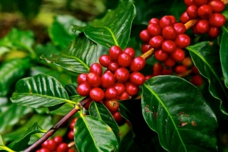 Kávovník statný - Coffea robusta (=C. canephora)