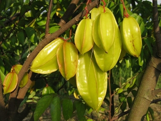 Karambola - Averrhoa carambola