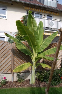 Ensete glaucum 40/50 cm