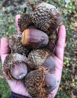 Dub velkoplodý (jedlý) - Quercus macrocarpa obroplodý jižní ekotyp