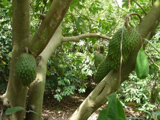 Láhevník ostnitý, Graviola - Annona muricata