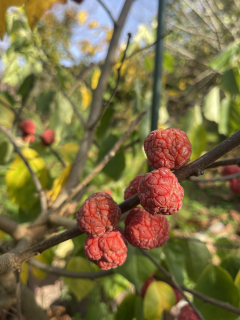 Kudránie, samice "raná" - Cudrania tricuspidata