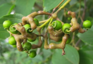 Dužistopka sladká - Hovenia dulcis 