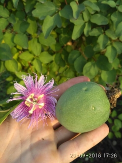 Mučenka pletní - Passiflora incarnata 30/50 cm