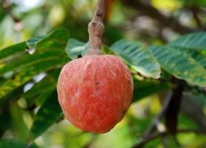 Láhevník síťovaný - Annona reticulata