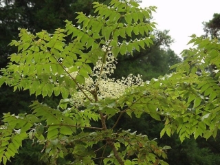 Arálie štíhlá - Aralia elata